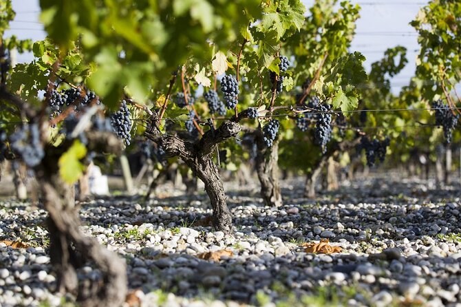 Old vines hung with black grapes, their roots in a bed of pebbles