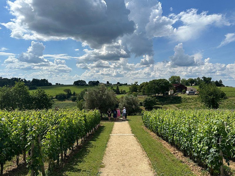 A grass track running between vine rows under a sky of summer cloud