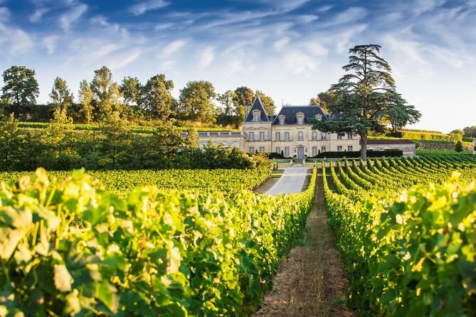 Rows of vines climbing towards a château and a cedar on the rise